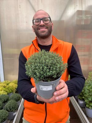 Timo Nytidus, Thymus vulgaris - vaso Ø14 cm