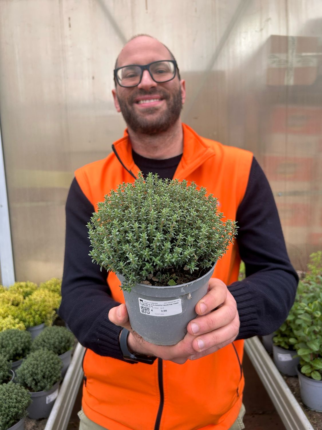 Timo Nytidus, Thymus vulgaris - vaso Ø14 cm