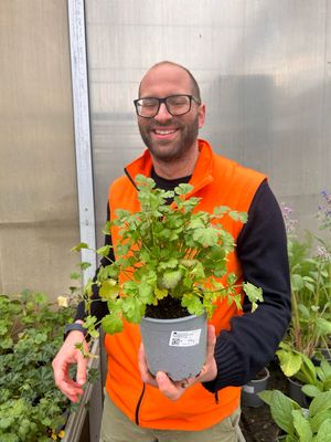 Coriandolo - Coriandrum sativum - vaso Ø14 cm