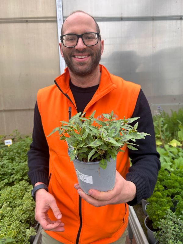 Coriandolo Vietnamita, Persicaria odorosa, Rau Ram - vaso Ø14 cm