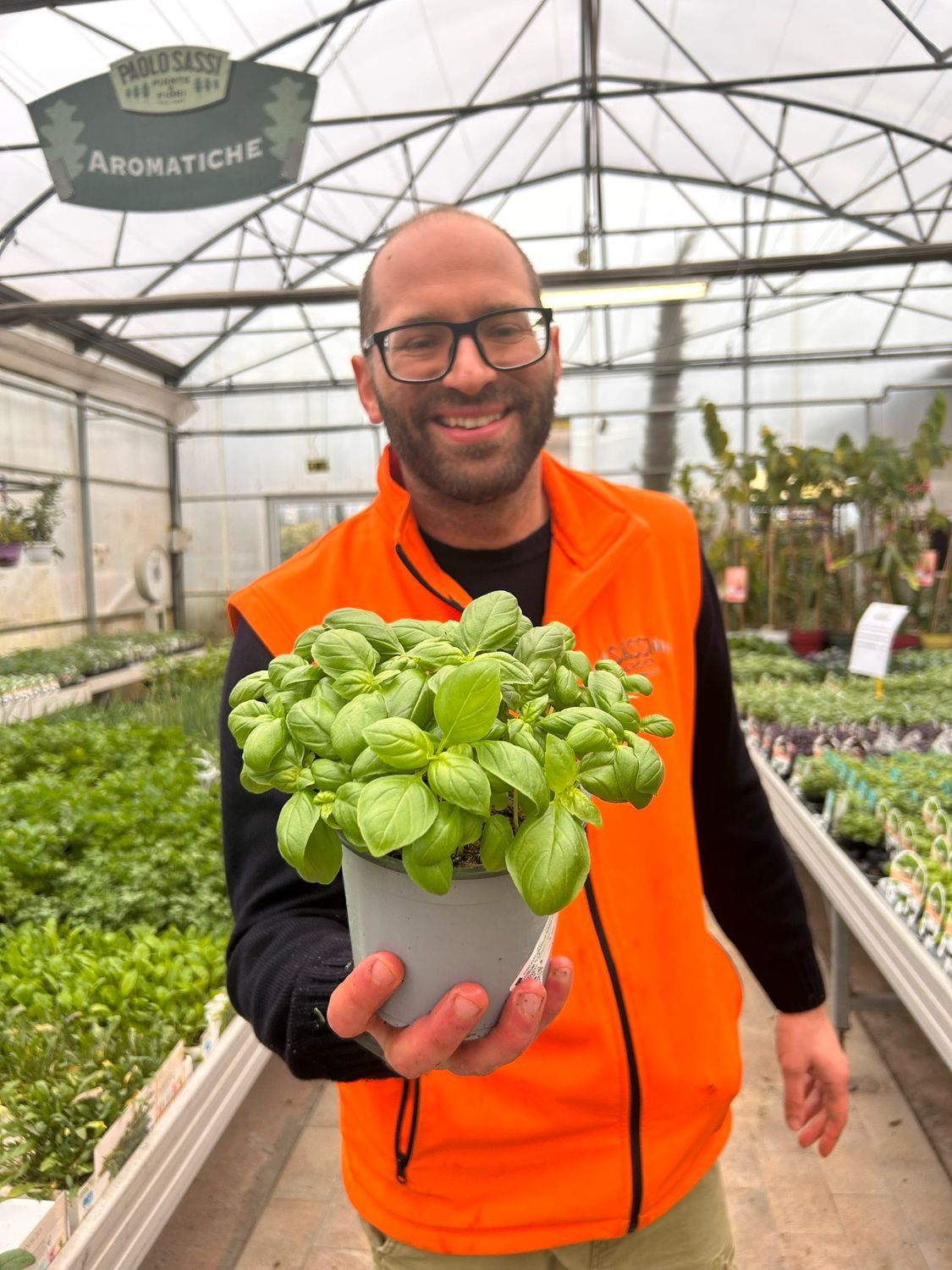 Basilico Genovese - Ocimum basilicum - vaso Ø13 cm