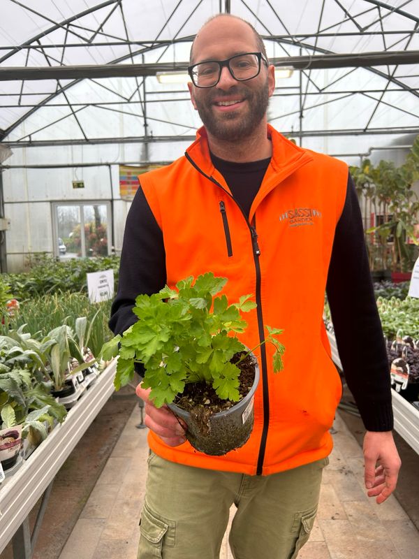 Prezzemolo Liscio - Petroselinum crispum var. neapolitanum - vaso Ø14 cm