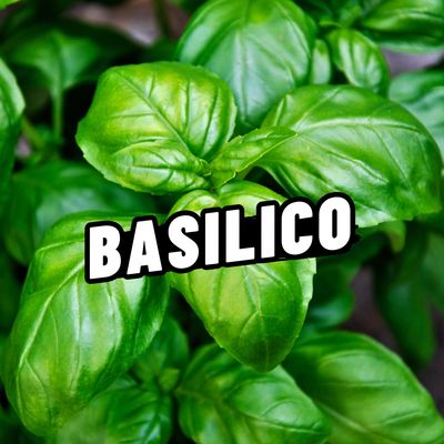 BASILICO