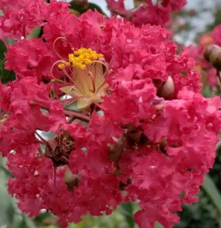 Lagerstroemia indica &#39;Caroline Beauty&#39;, Lagerstroemia indica, Mirto crespo - vaso Ø18 cm