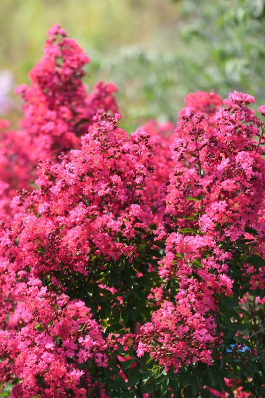 Lagerstroemia indica &#39;Lie de Vin&#39;, Mirto crespo - vaso 2 litri