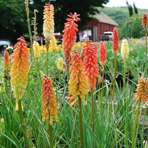 Kniphophia uvaria &quot; Flamingo &quot; - vaso 12