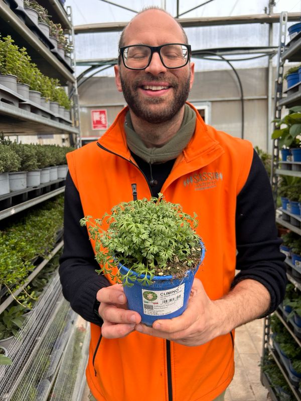 Carum carvi, Cumino dei prati - vaso Ø14 cm Carum carvi, Cumino dei prati - vaso Ø14 cm