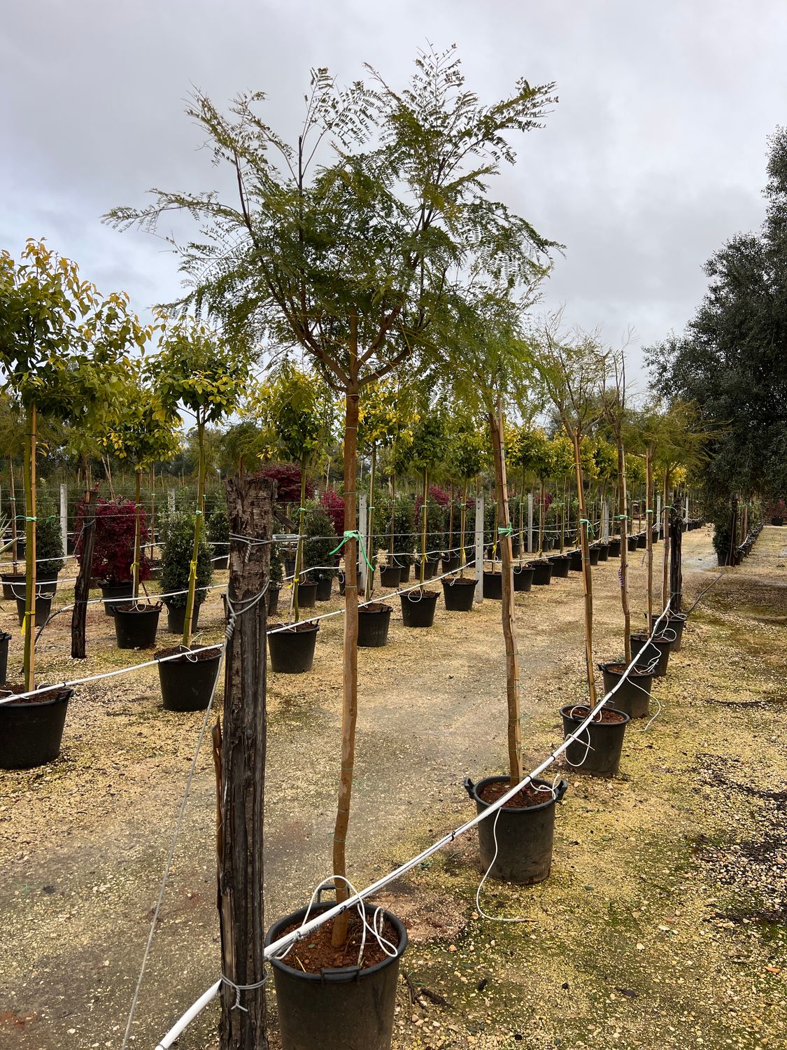 Jacaranda Mimosifolia, Albero Glicine, Albero dei violini - vaso 45 alberetto lignificato 10-12 cm circonferenza  h 180-200