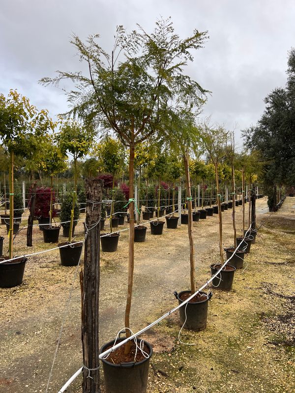 Jacaranda Mimosifolia, Albero Glicine, Albero dei violini - vaso 45 alberetto lignificato 10-12 cm circonferenza  h 180-200