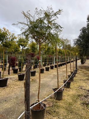 Jacaranda Mimosifolia, Albero Glicine, Albero dei violini - vaso 45 alberetto lignificato 10-12 cm circonferenza  h 180-200