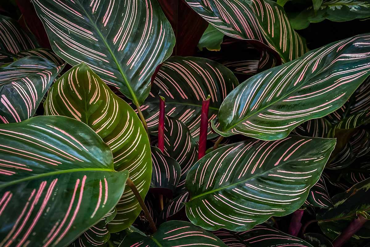 Calathea Pinstripes - Basket Ø18 cm