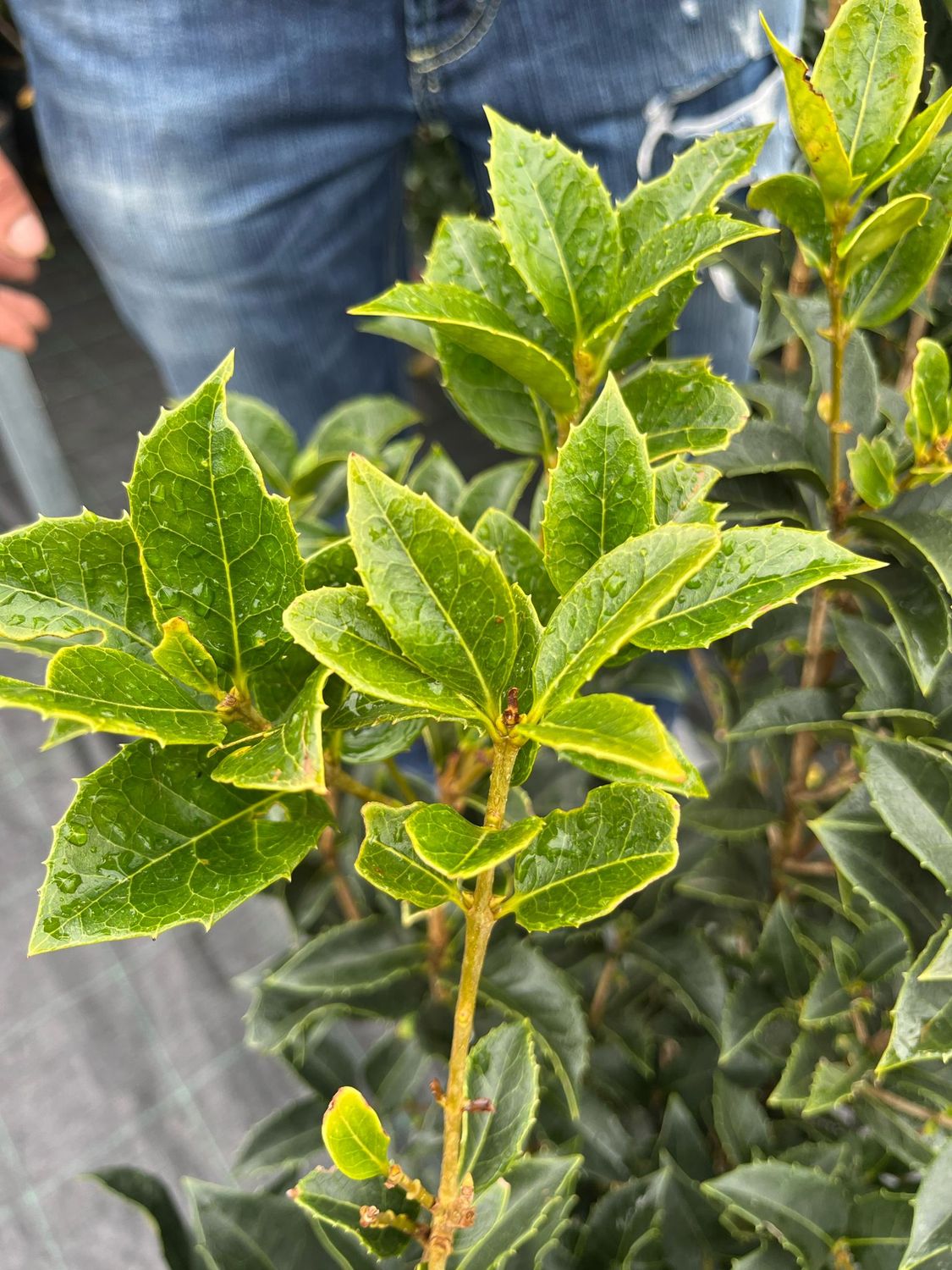 Osmanthus aquifolium - vaso Ø24 cm, h 110 cm