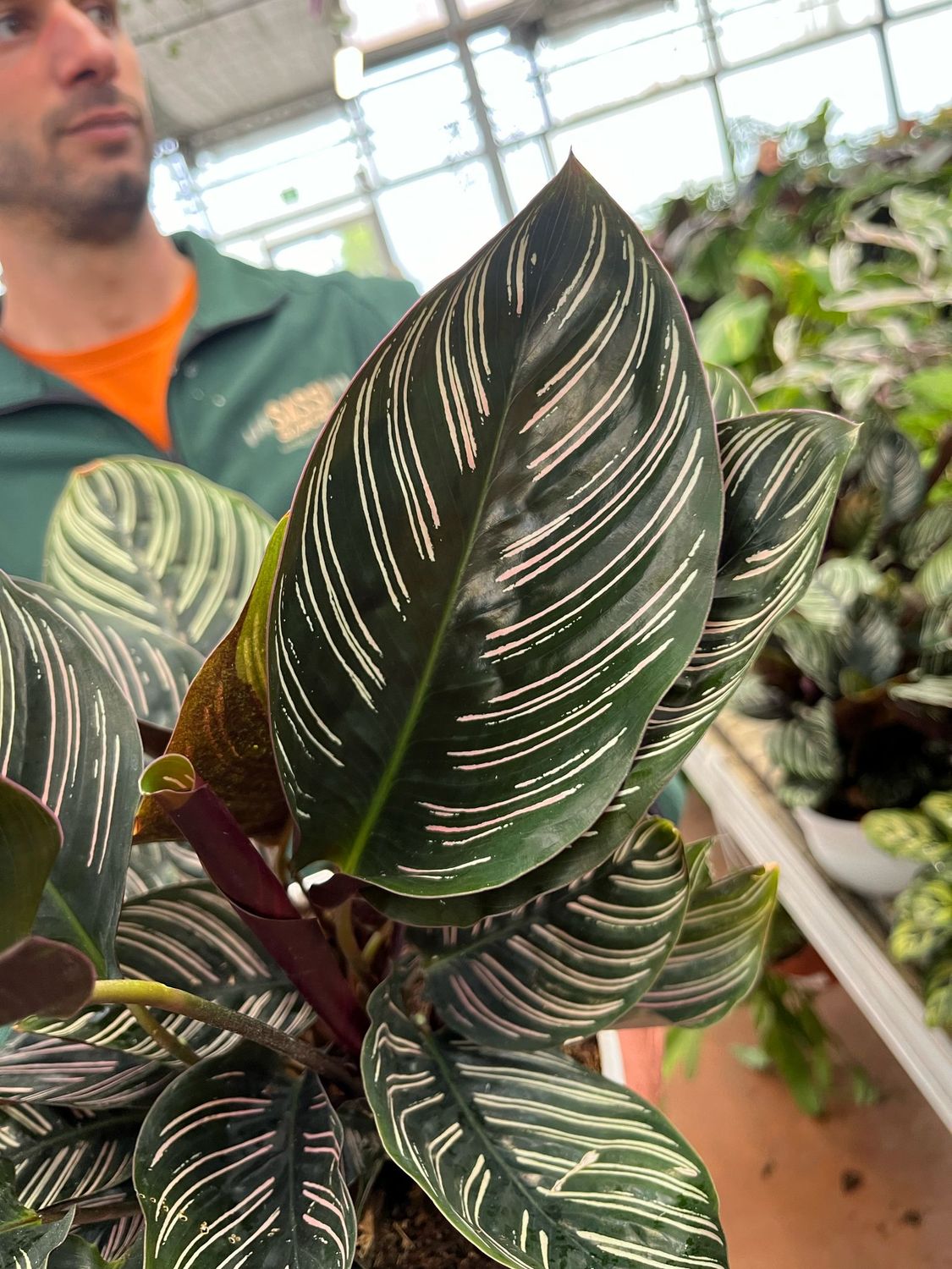Calathea Pinstripes - vaso 12 cm