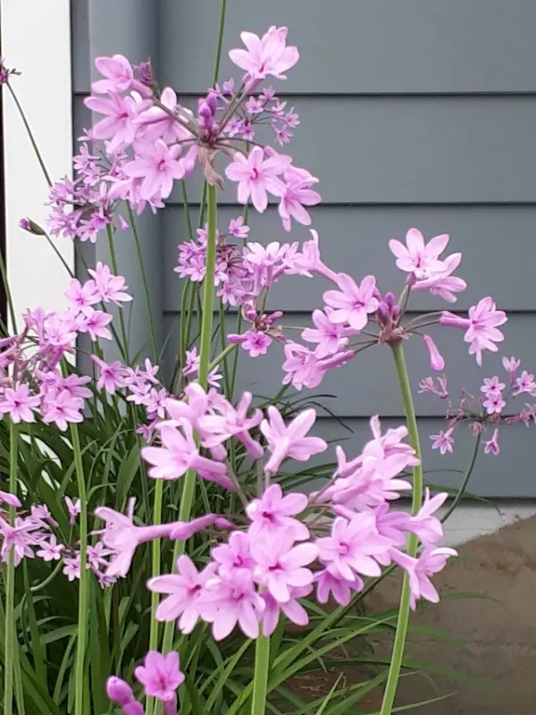 Tulbaghia violacea Tibi Pink - vaso Ø18 cm