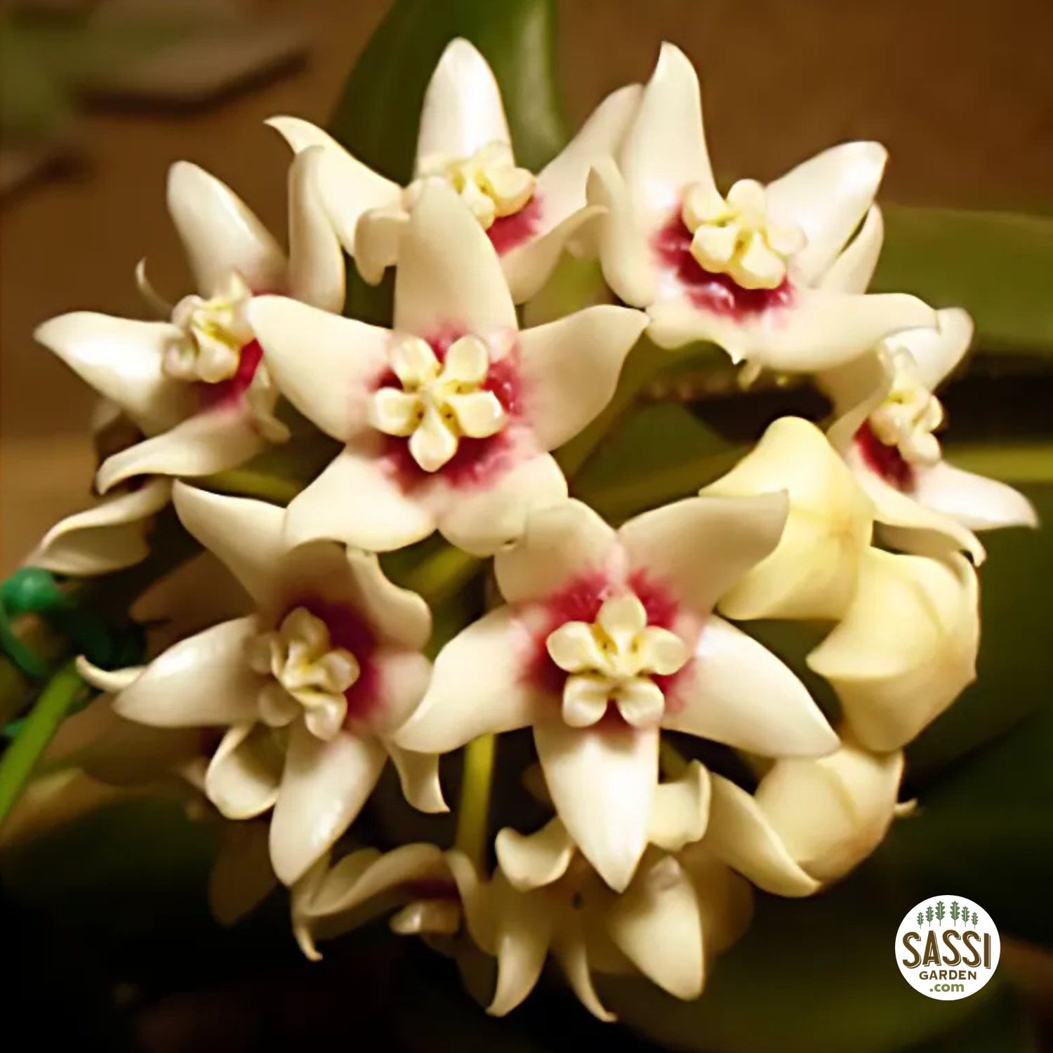 Hoya &#39;New Guinea Ghost&#39; - vaso Ø10,5 cm