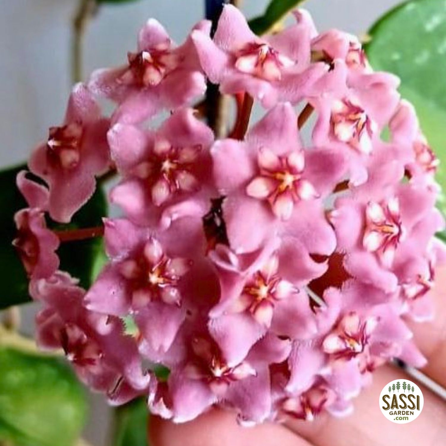 Hoya carnosa &#39;Stardust&#39; - vaso Ø10,5 cm
