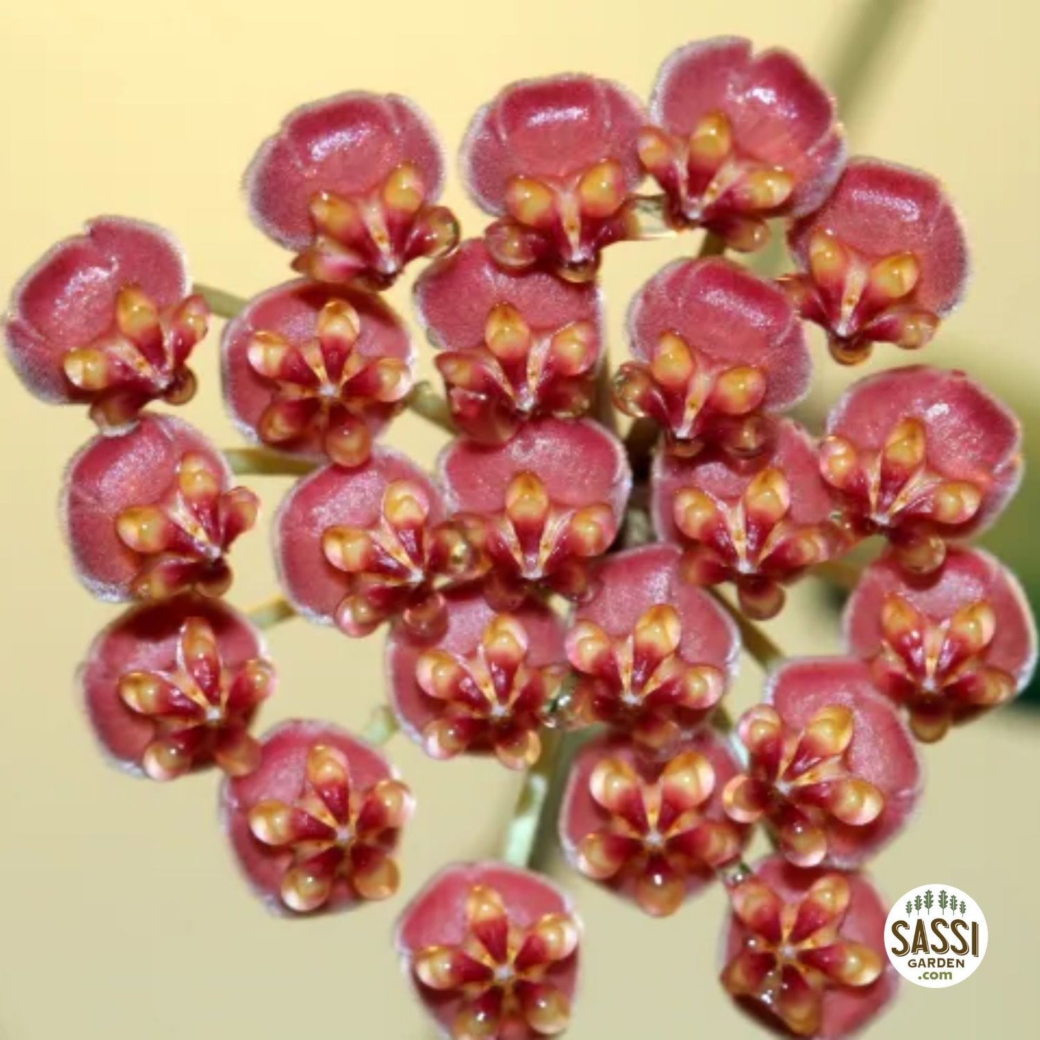 Hoya burtoniae variegata - ds 70 - vaso Ø10 cm