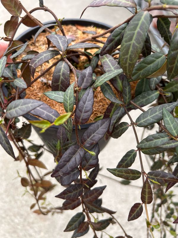 Falso Gelsomino, Trachelospermum asiaticum &#39;Angustifolium&#39; - vaso Ø17 cm