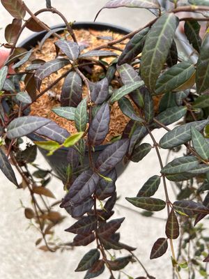 Falso Gelsomino - Trachelospermum asiaticum &#39; Angustifolium &#39;- vaso Ø17 cm