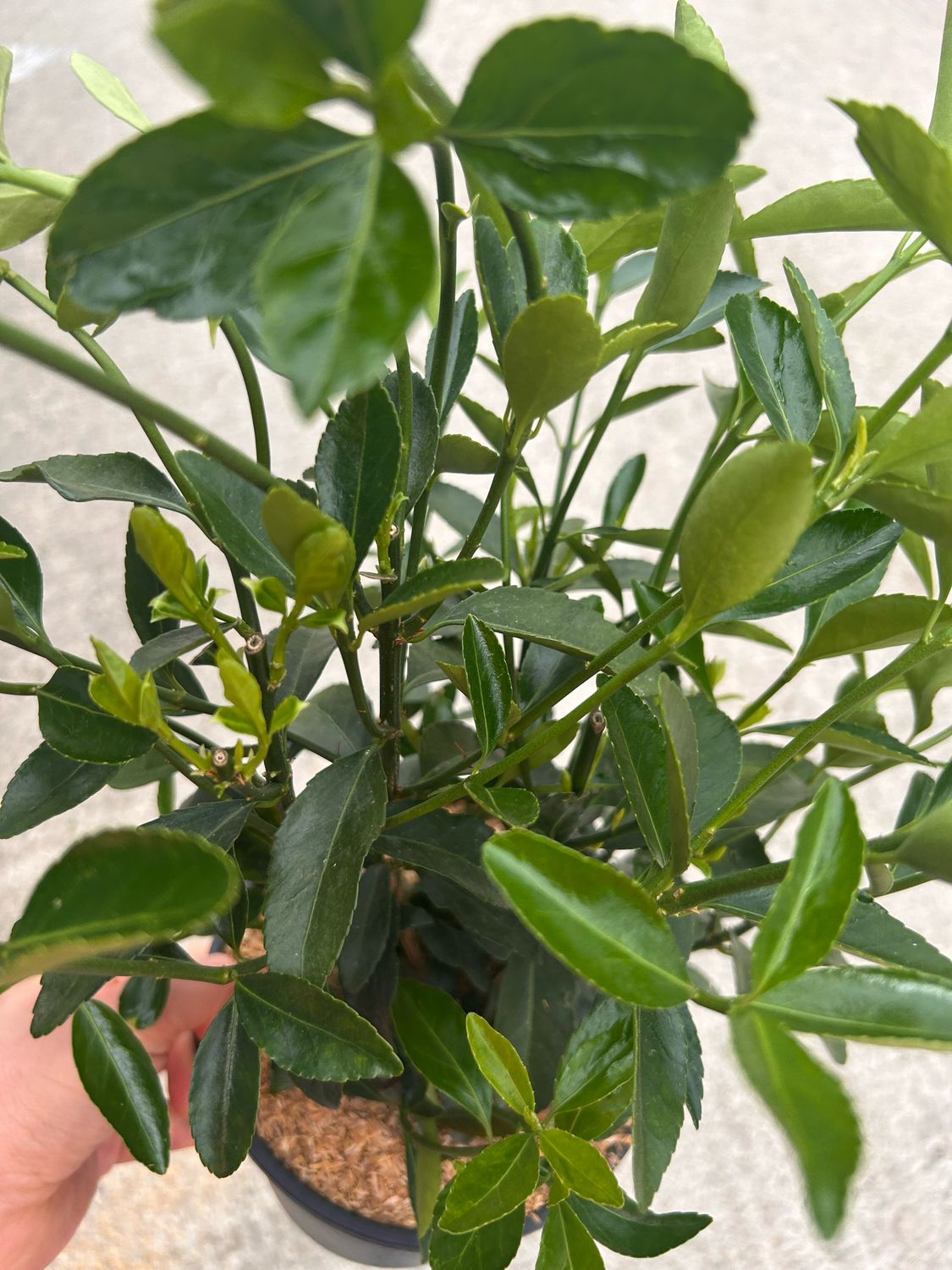Evonimo verde , Euonymus japonicus  - vaso Ø19 cm, h 40 cm fuori vaso