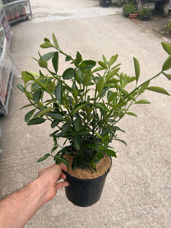 Evonimo verde, Euonymus japonicus - vaso Ø19 cm, h 40 cm fuori vaso