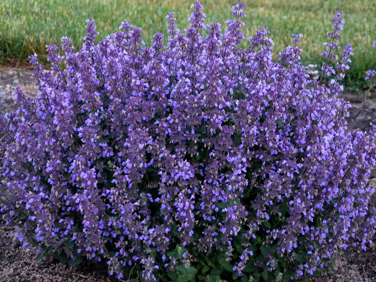 Nepeta x faassenii &#39; Cat pajamas &#39; - vaso Ø11 cm quadro