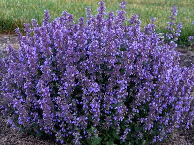 Nepeta x faassenii &#39; Cat pajamas &#39; - vaso Ø11 cm quadro