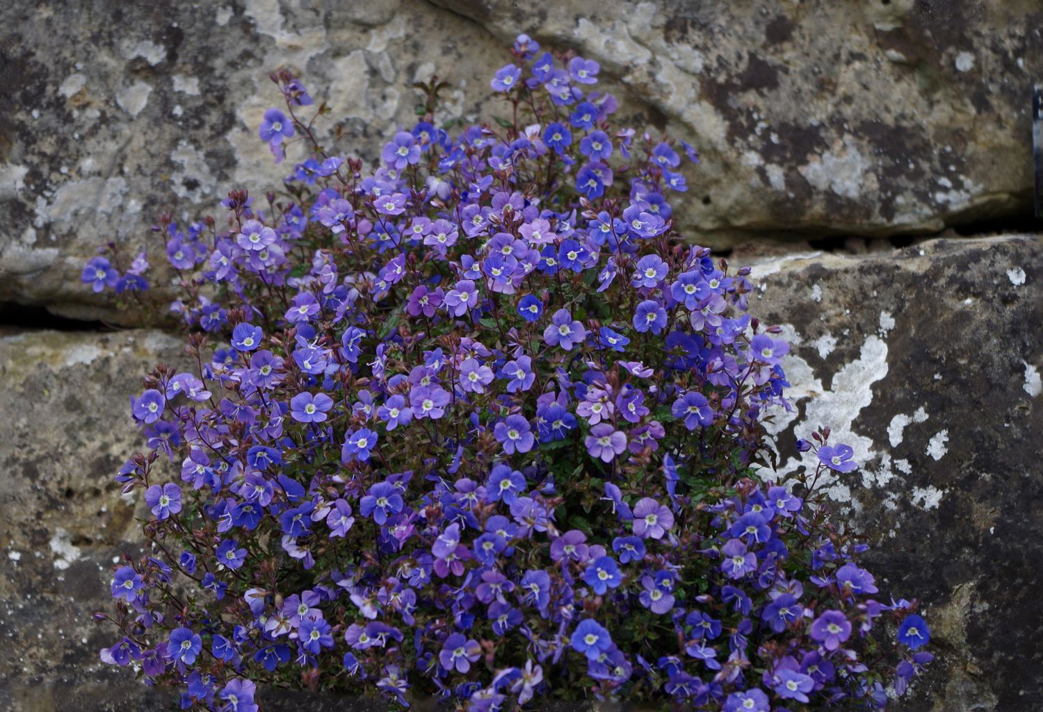 Veronica strisciante - Veronica peduncularis 'Georgia Blue' - vaso 14