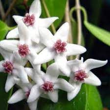 Hoya paziae - vaso Ø10,5 cm