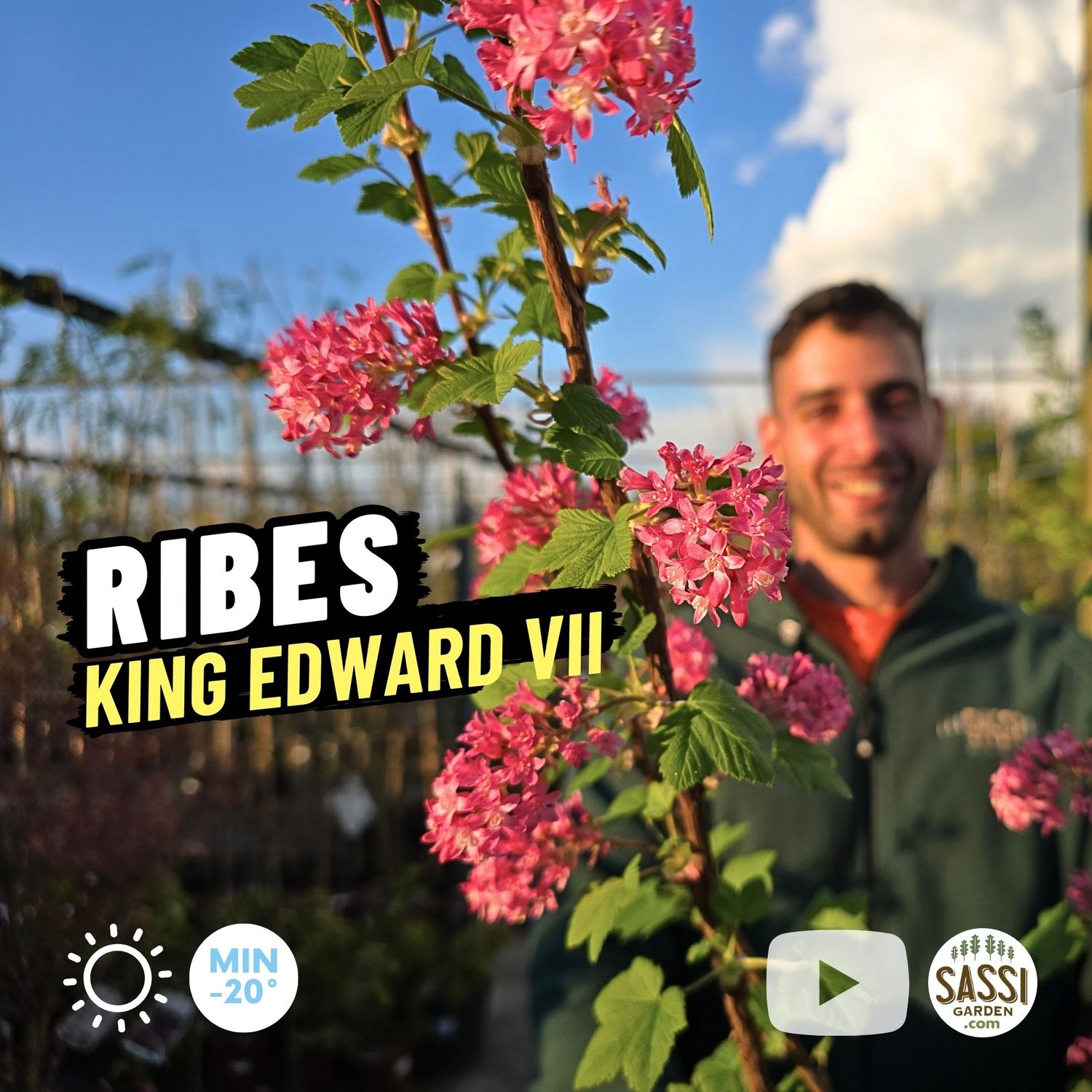 Ribes rubrum 'King Edward VII', Ribes sanguineum, sanguigno ornamentale - vaso Ø18 cm