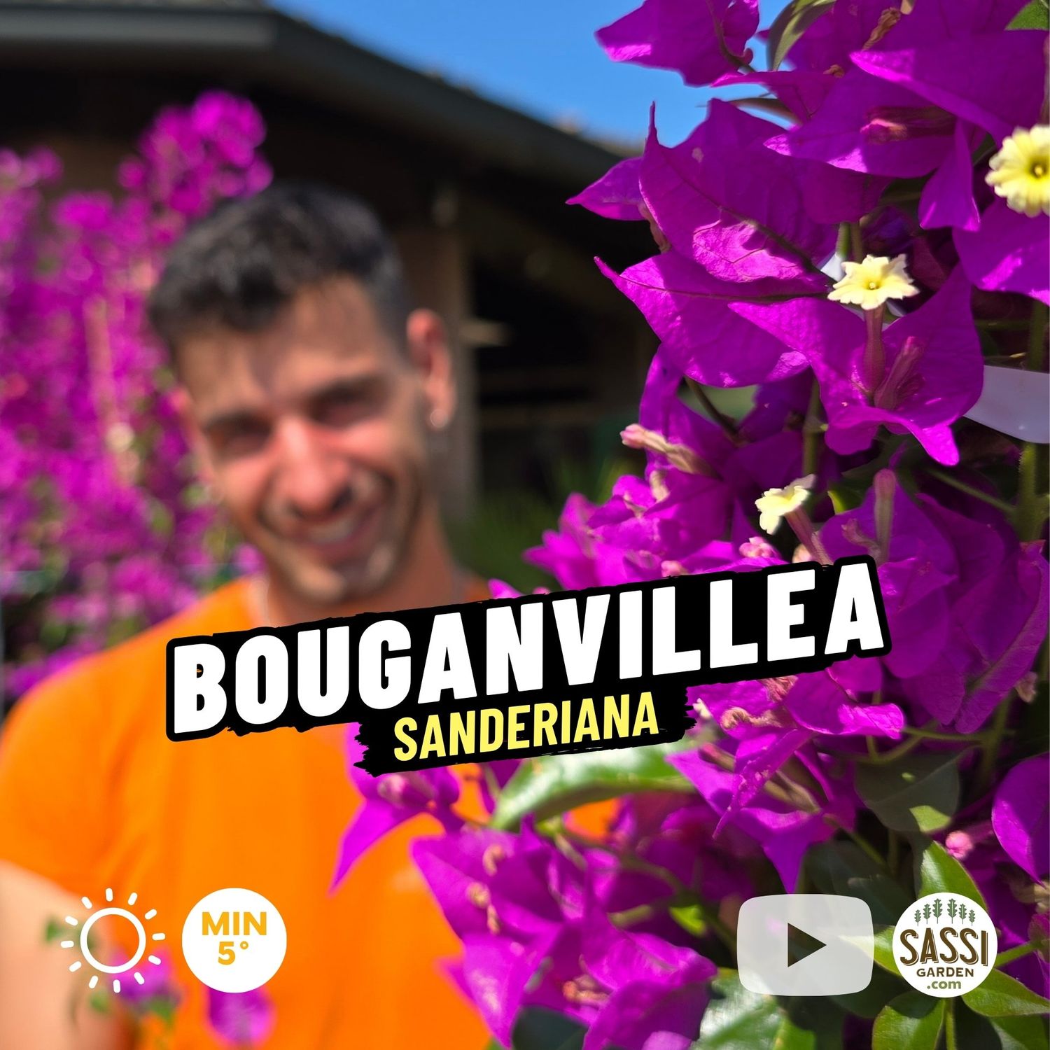 Bougainvillea sanderiana, Bouganville, Buganville - vaso Ø18 cm