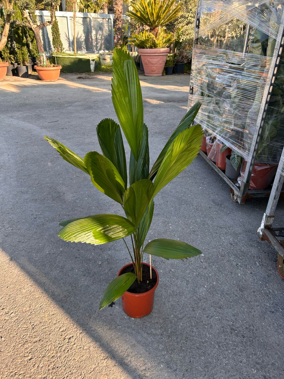 Licuala Grandis, Palma a ventaglio - vaso Ø19 cm
