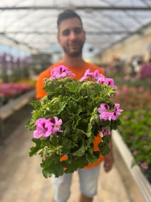 Geranio Macrantha, Pelargonium x hortorum, Macranta - vaso Ø13 cm
