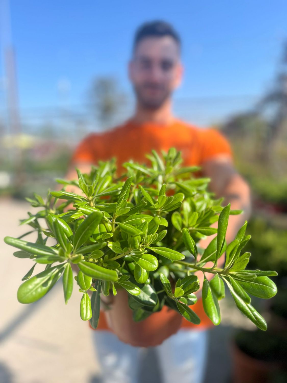Pittosporo Nano, Pittosporum tobira &#39;Nanum&#39;, Pitosforo - vaso Ø17 cm