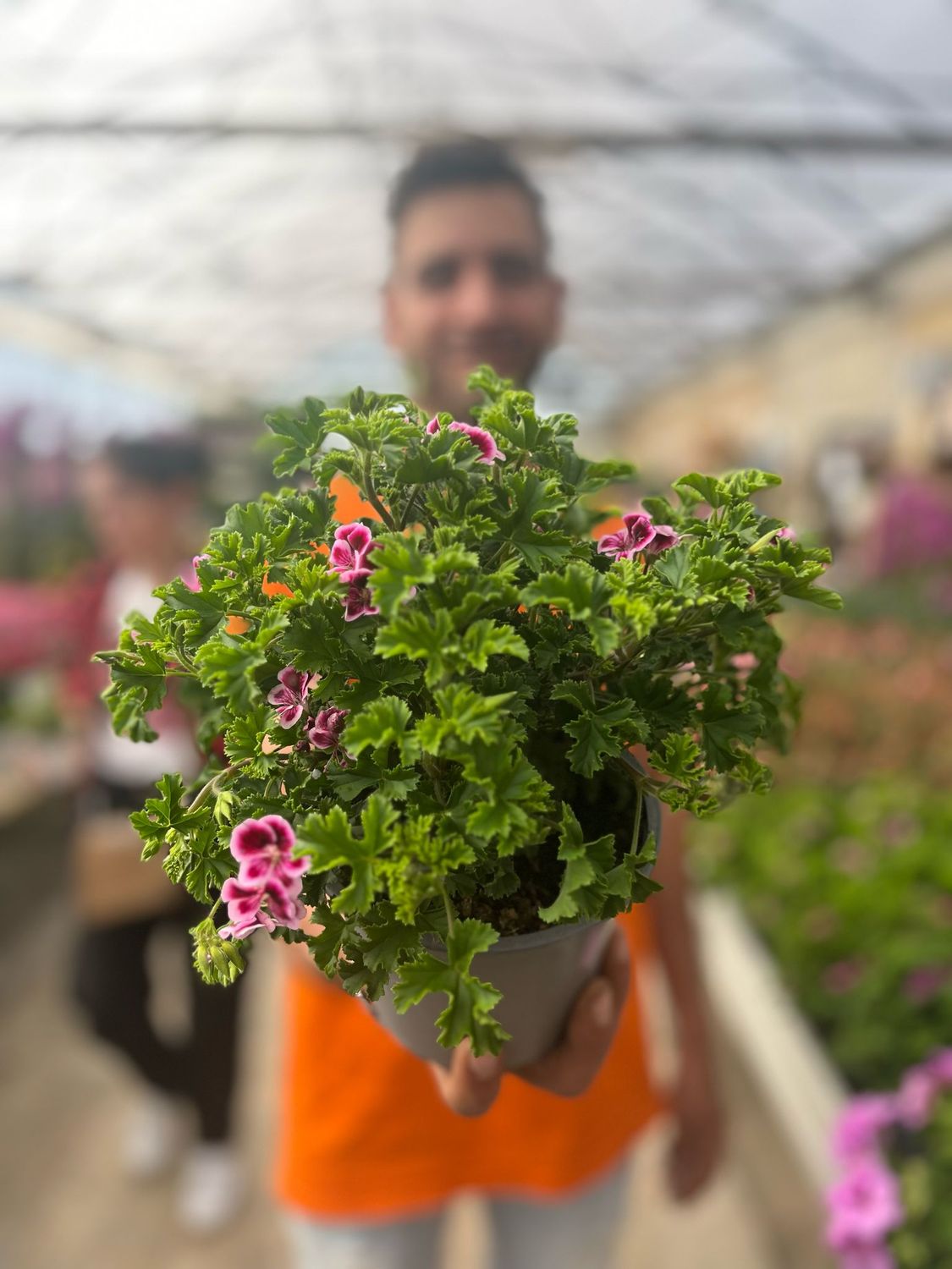 Gerani Macrantha 'Angel eyes', Pelargonium x hortorum, Macranta - vaso Ø13 cm