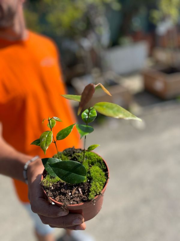 Hoya paziae - vaso Ø10,5 cm