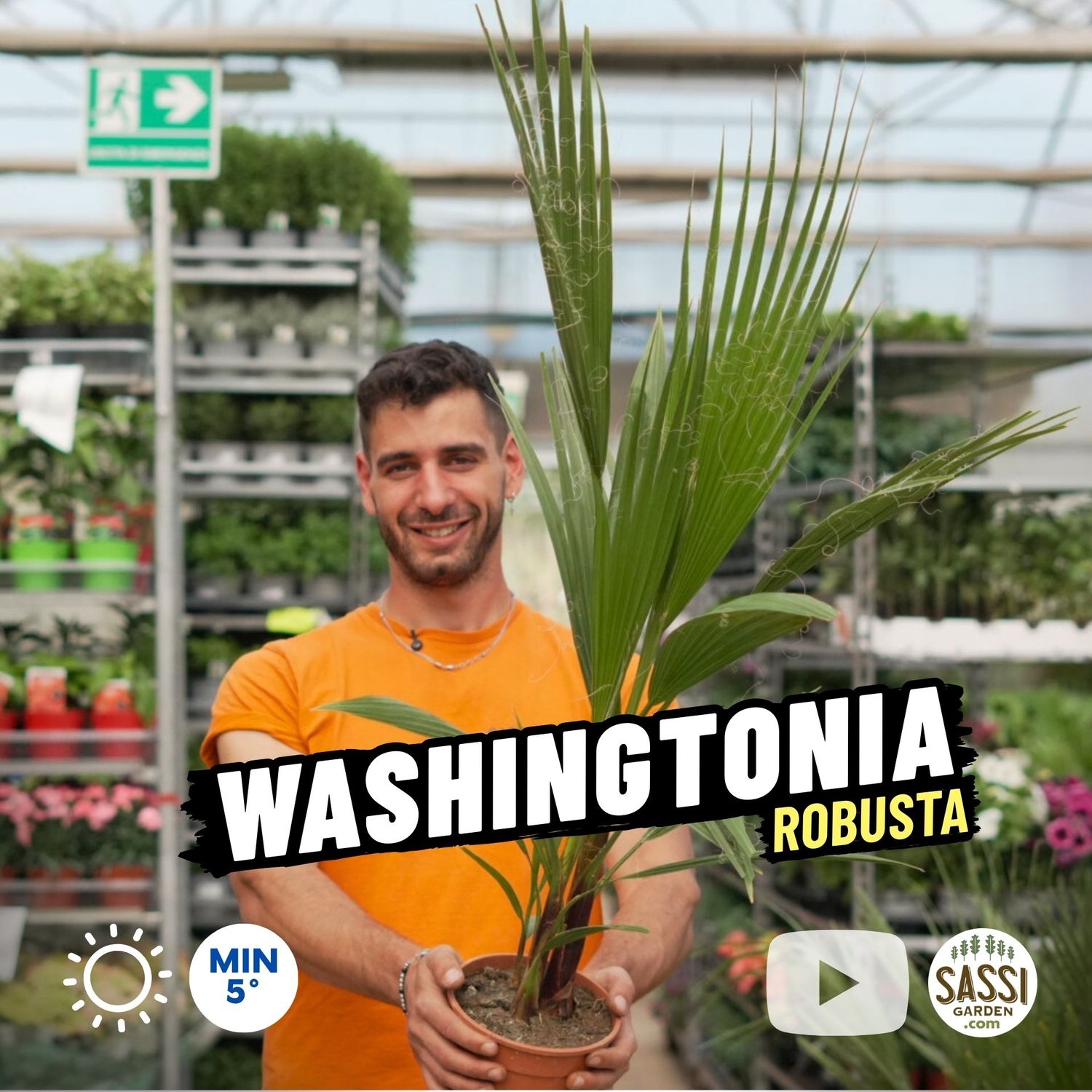 Washingtonia robusta, Palma messicana (resiste al gelo) - vaso Ø17 cm XXL