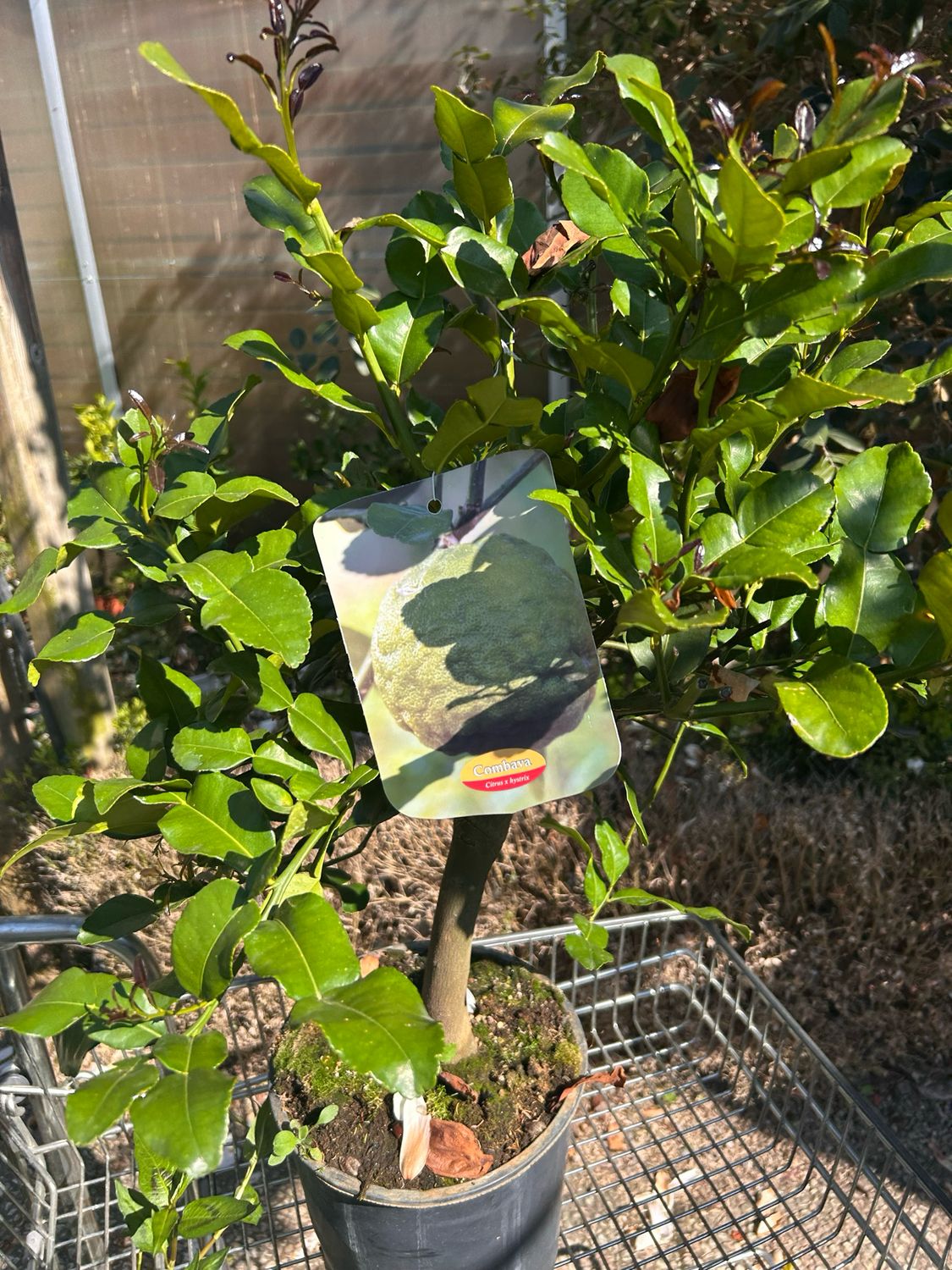 Pianta Di Citrus Hystrix (Combava) In Vaso 13cm - Pianta Aromatica Per Cucina E Giardino - Foto 2