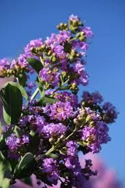Lagerstroemia indica &#39; Powhatan &#39;, Mirto crespo - vaso 2 litri