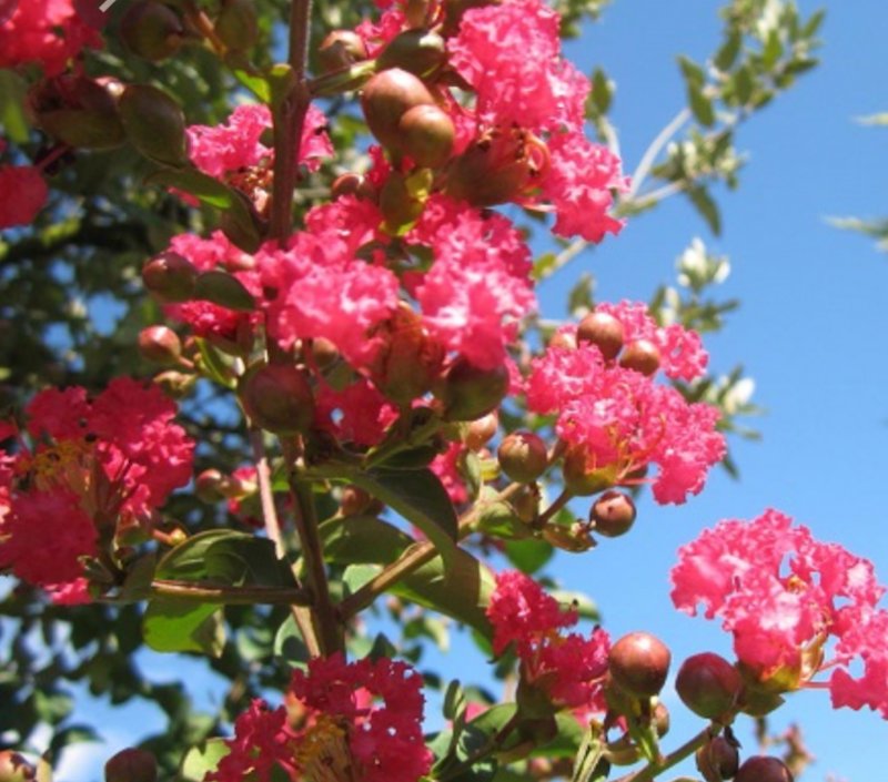 Lagerstroemia indica &#39; Rubra Magnifica &#39; - Mirto crespo - vaso 2 litri