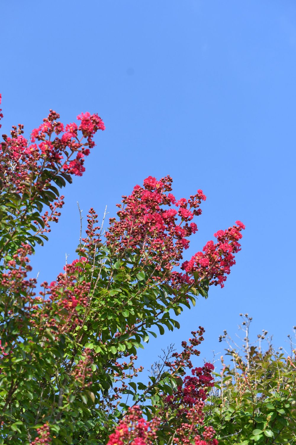 Lagerstroemia indica &#39;Petite Red&#39; , Mirto crespo - vaso 2 litri
