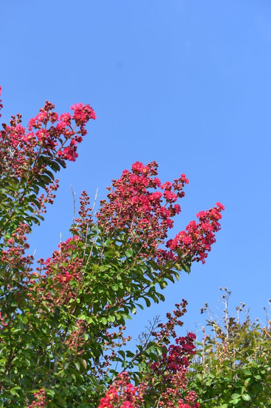 Lagerstroemia indica &#39;Petite Red&#39; , Mirto crespo - vaso 2 litri