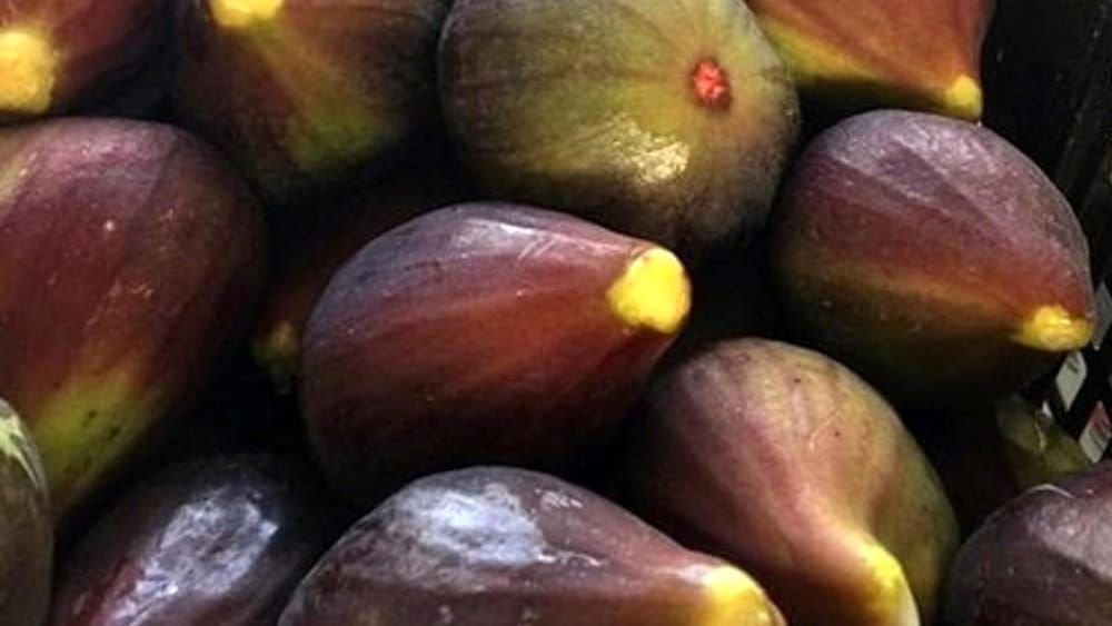 Ficus carica ‘ Domenica Tauro ’ - Fico ‘ Domenica Tauro ’ - vaso Ø18 cm