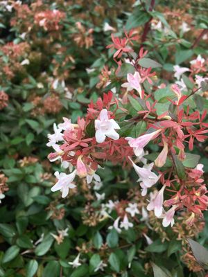 Abelia Grandiflora - vaso Ø18 cm