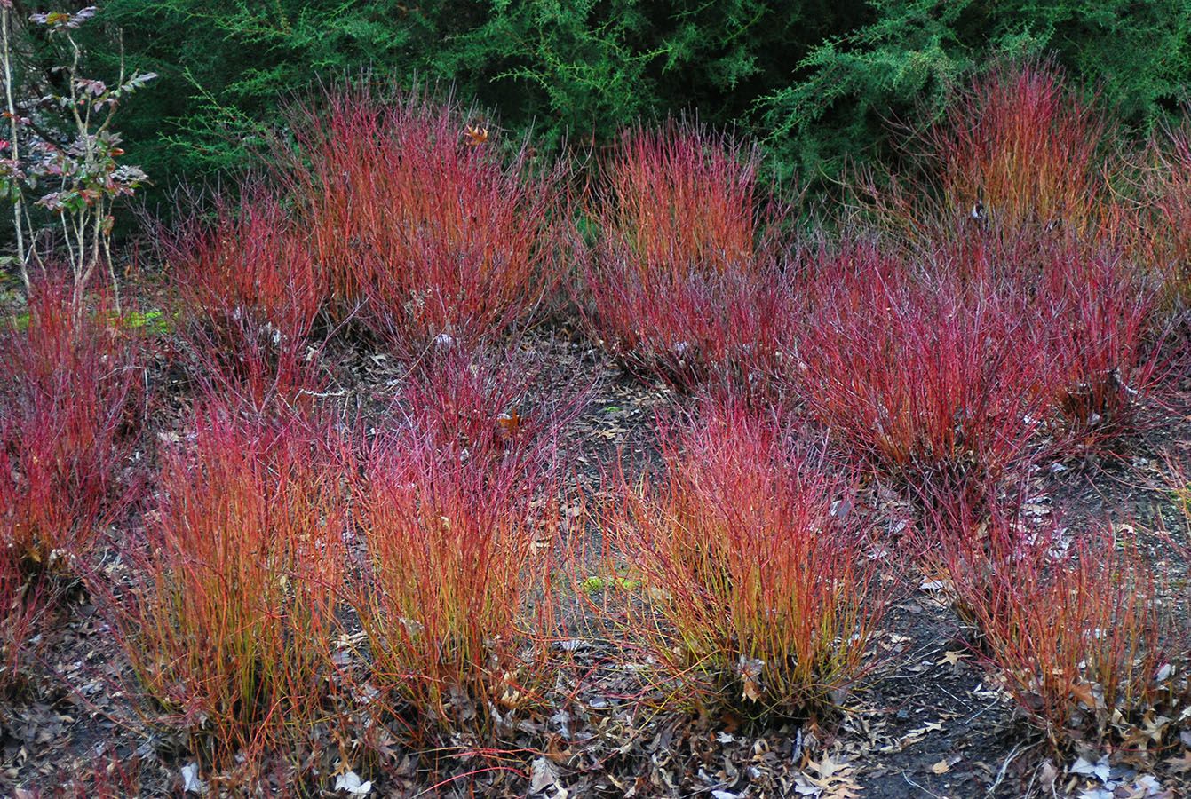 Cornus sericea &#39; Kelseyi &#39; - Cornus nano - vaso Ø18 cm