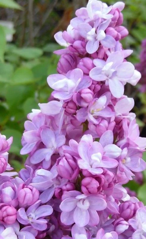 Serenella Syringa vulgaris ‘Belle de Nancy’  Lillà comune - vaso Ø17 cm