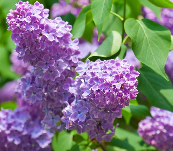 Serenella  Syringa × prestoniae &#39;Amethyst&#39; Lillà tardiva- vaso Ø17 cm
