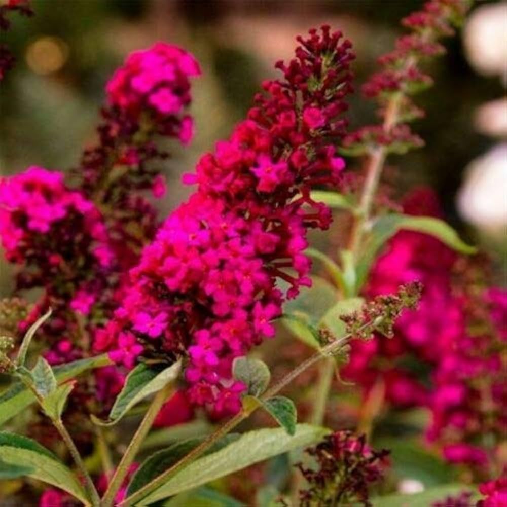 Buddleja Davidii &#39;Royal Red&#39;, Albero delle farfalle - vaso Ø17 cm