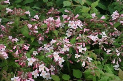 Kolkwitzia amabilis ‘Pink Cloud’ - vaso Ø19 cm
