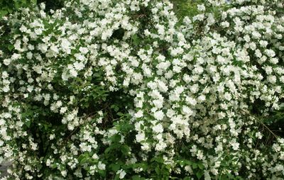 Philadelphus Coronarius Fiore d’angelo, Siringa estiva - vaso Ø18 cm